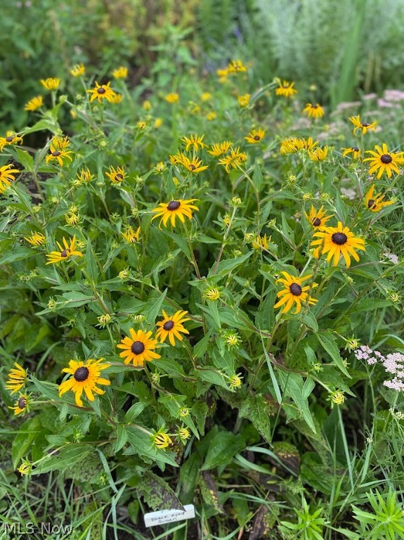 Cherrywood Dev - Residential