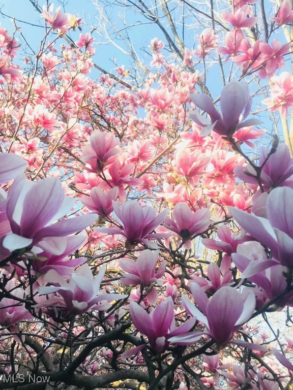 Chagrin Falls, Ohio 44022, United States, 3 Bedrooms Bedrooms, ,3 BathroomsBathrooms,Residential,Pending,147714