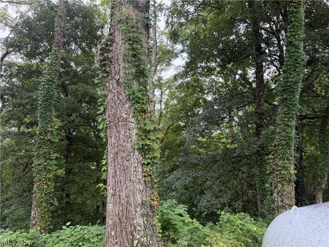 Vacant Land For Sale - 43238 Sugartree-cranesnest Road<br/> Woodsfield, OH 43793