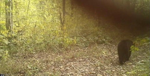 Tiny photo for Crum Ridge Rd, Caldwell, OH 43724 (MLS # 5241479)