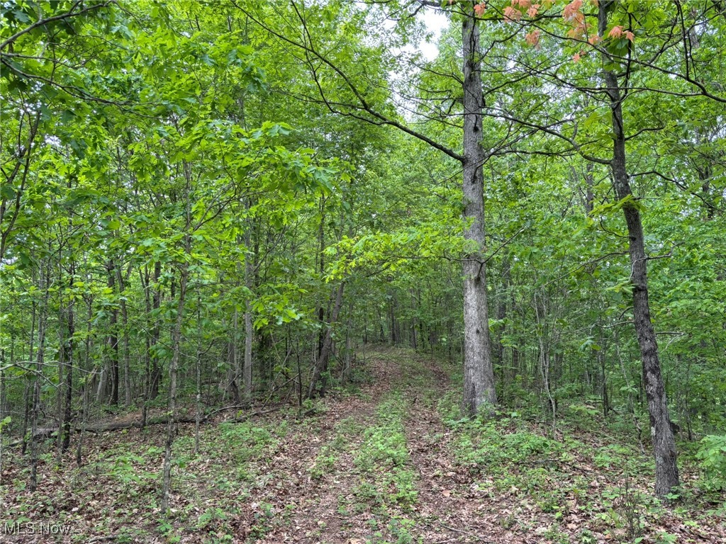 34215 Mt Hope Ridge Road, Graysville, Ohio image 6