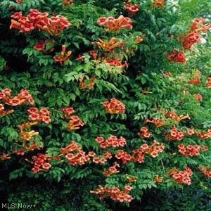 Atwood Lake - Residential