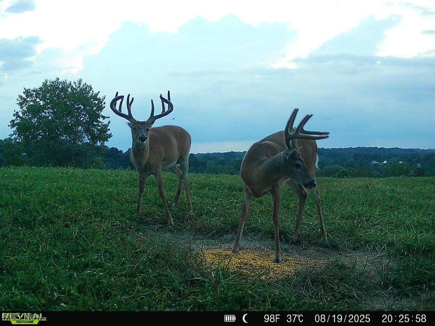 If you are still looking for a spot to hunt this fall and are looking for a place that has big bucks crawling all over it, this 35-acre property is for you! Good frontage on this one and the trail will lead you to the back open area where a food plot is in place and is drawing in some absolute giant deer. (take a look at the pics) Add a driveway to this property and build your home or cabin in the secluded area out back. This one could be farmed, hunted, and of course just investing money into real estate is always a good idea! More land available on with this one so don't be shy and get your offers in! Once the property is under contract it will be surveyed to determine final acreage. Minerals have been withheld and do not sell with the property. Taxes are TBD