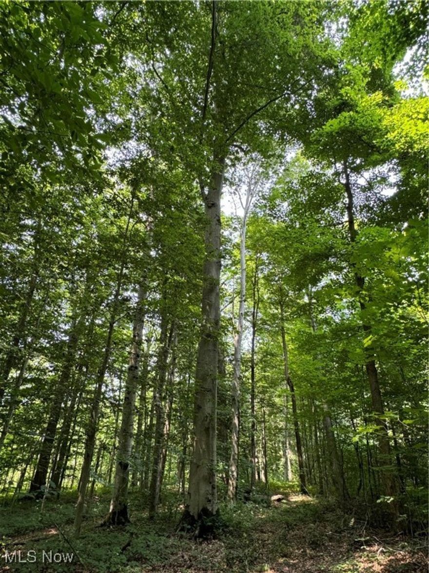 Nice, wooded lot with hillside and rolling topography. With over a 70ft elevation change from the highest point to the lowest point on this lot there are multiple picturesque spots on this property for your future home and a walk out basement. Nice Sugar Maple trees throughout the property, perfect for a sugarbush