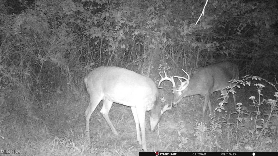 S State Route 555 #38.316 ACRES, Chesterhill, Ohio image 46