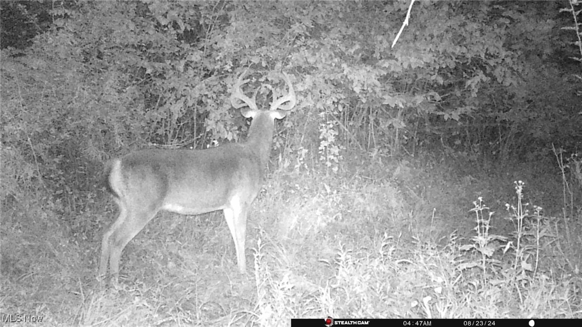 S State Route 555 #38.316 ACRES, Chesterhill, Ohio image 31