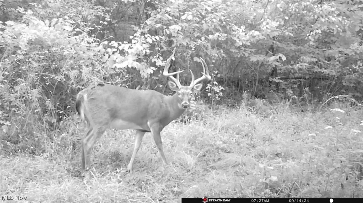 S State Route 555 #38.316 ACRES, Chesterhill, Ohio image 41