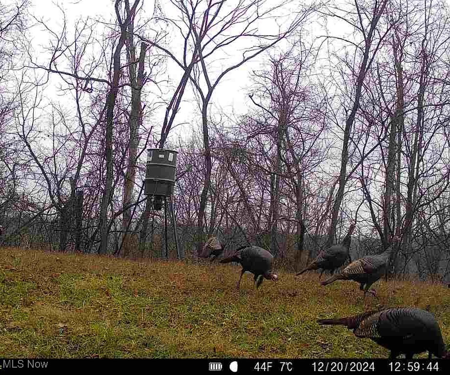 Wolfe Run Road, Belleville, West Virginia image 24