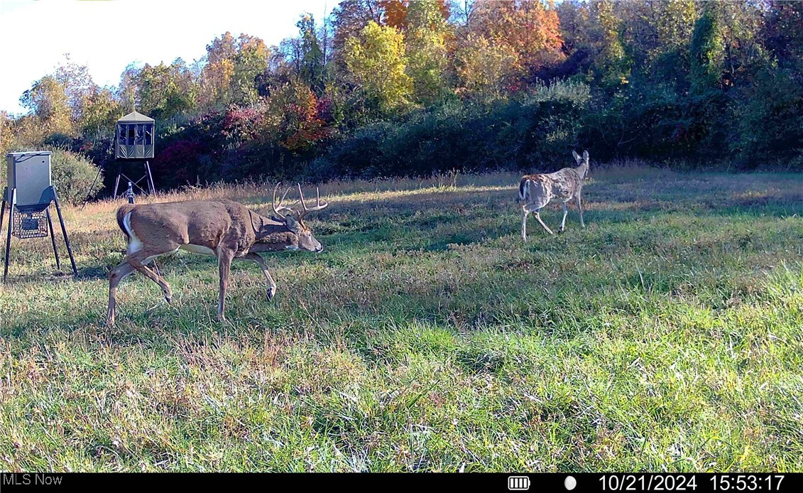 Wolfe Run Road, Belleville, West Virginia image 19