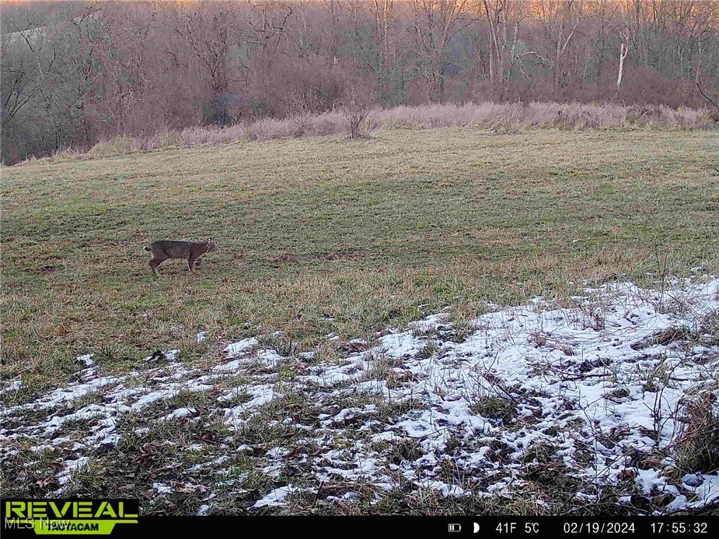 Wolfe Run Road, Belleville, West Virginia image 26