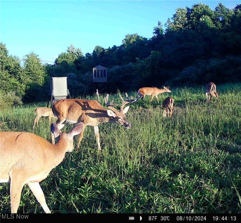 Wolfe Run Road, Belleville, West Virginia image 20