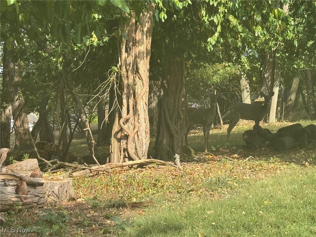 Harding Heights - Land