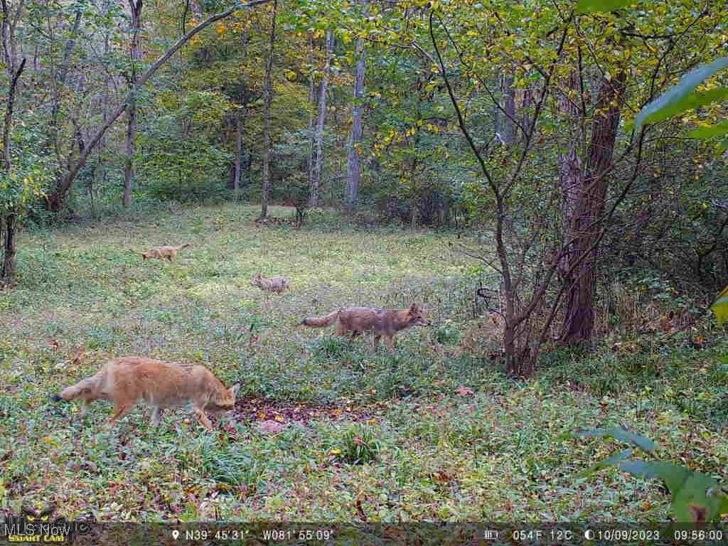 6080 W Sharps Ridge Road, Mcconnelsville, Ohio image 26