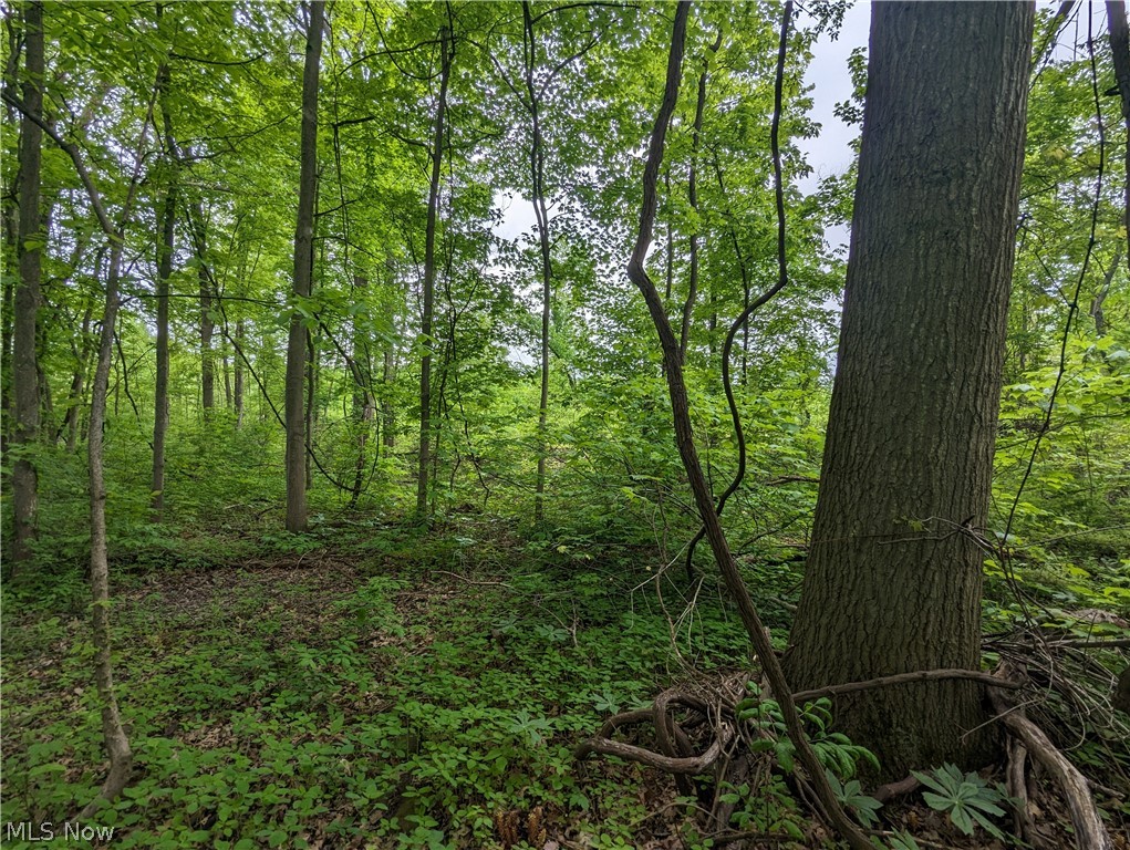 N Bailey Road, North Jackson, Ohio image 4