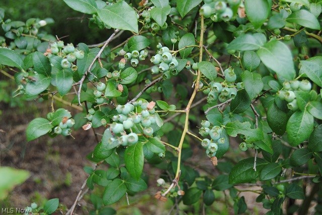 Saybrook - Residential