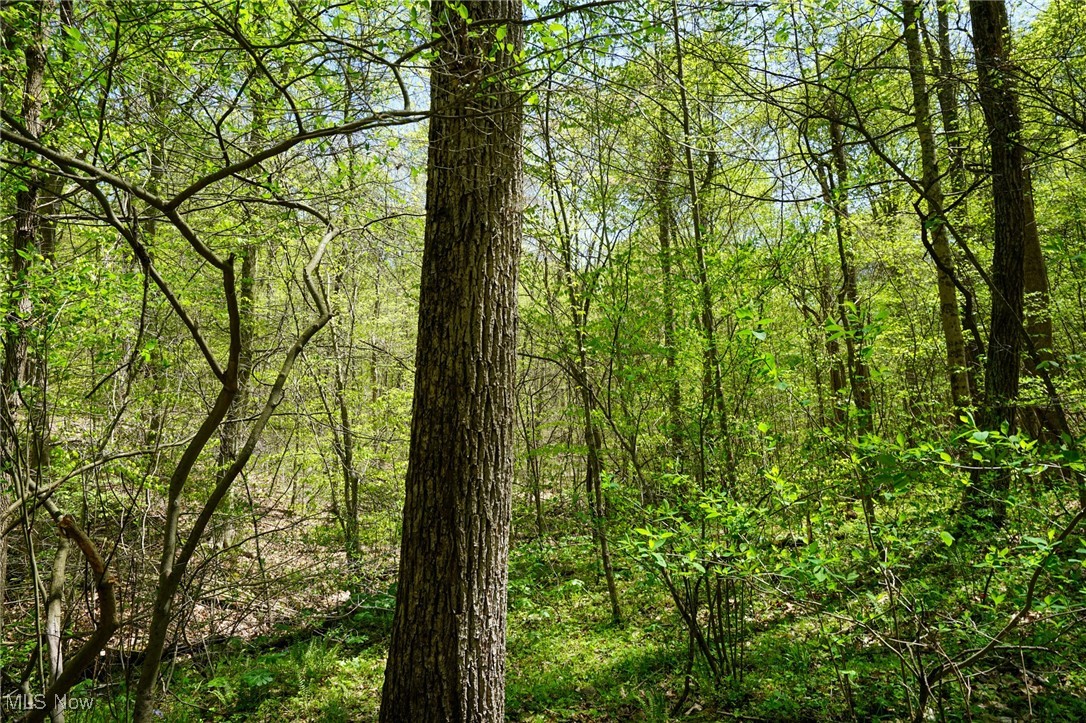Sealover Hollow Rd, Philo, Ohio image 35