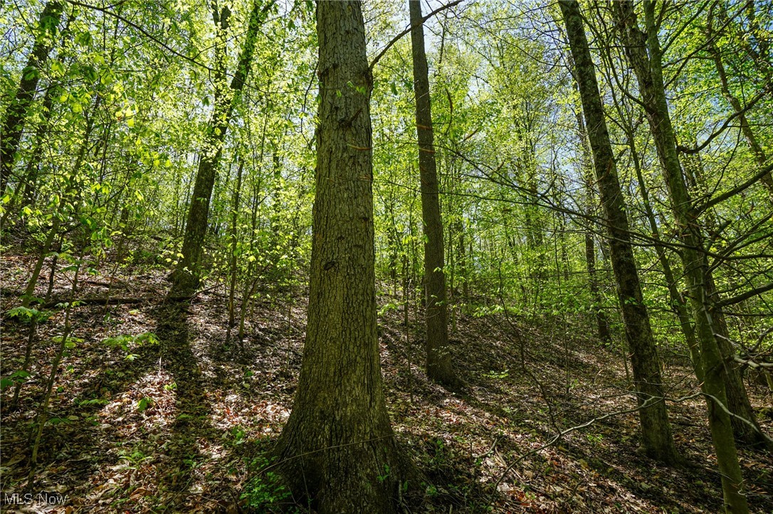 Sealover Hollow Rd, Philo, Ohio image 23