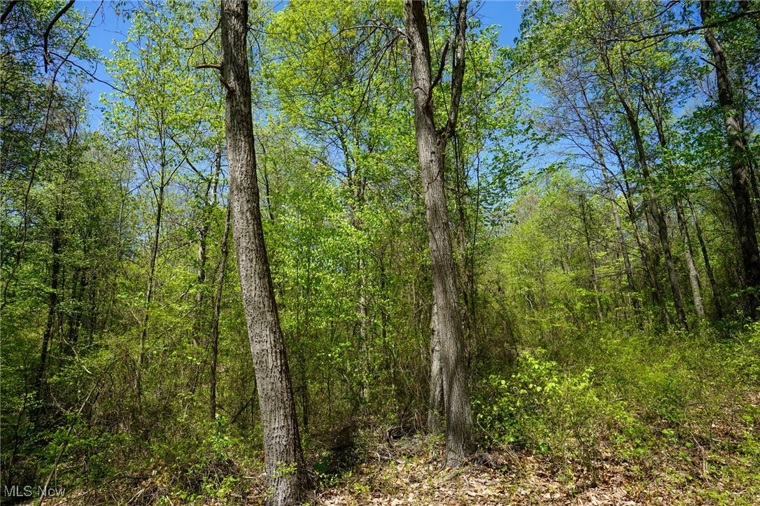 Sealover Hollow Rd, Philo, Ohio image 42
