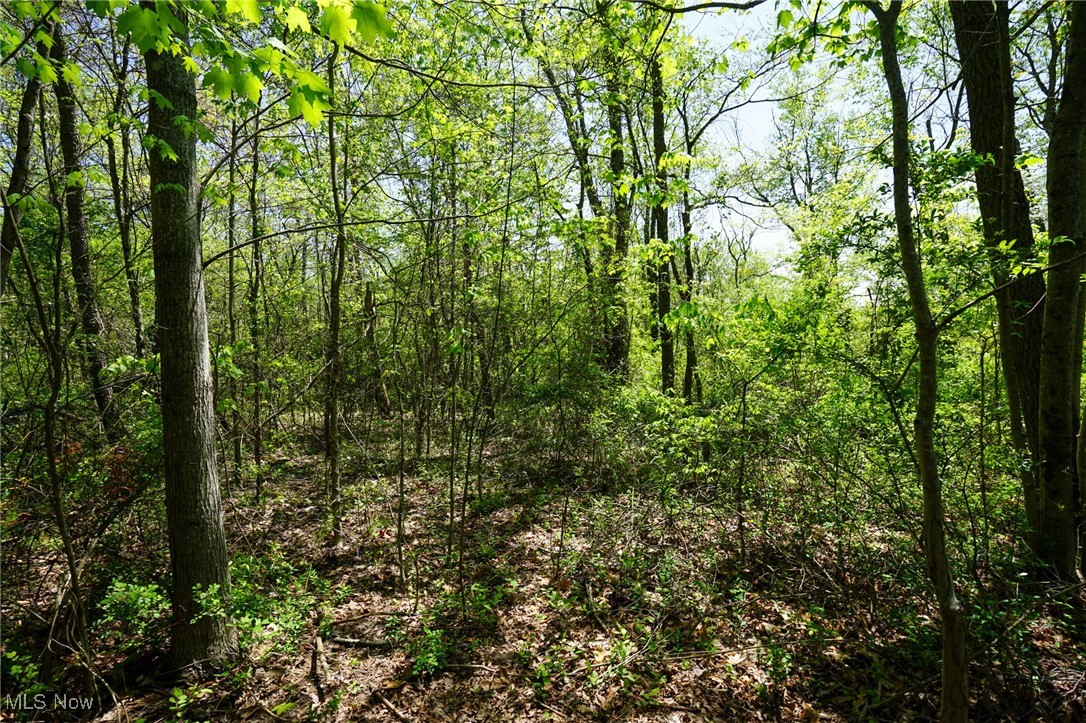 Sealover Hollow Rd, Philo, Ohio image 17