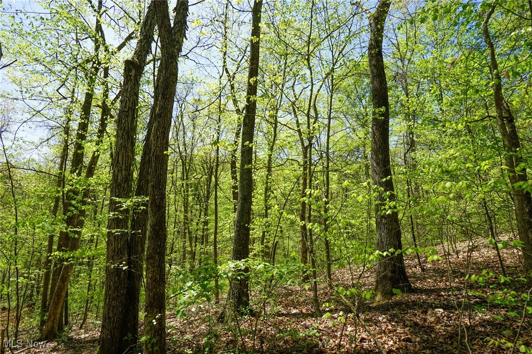 Sealover Hollow Rd, Philo, Ohio image 38