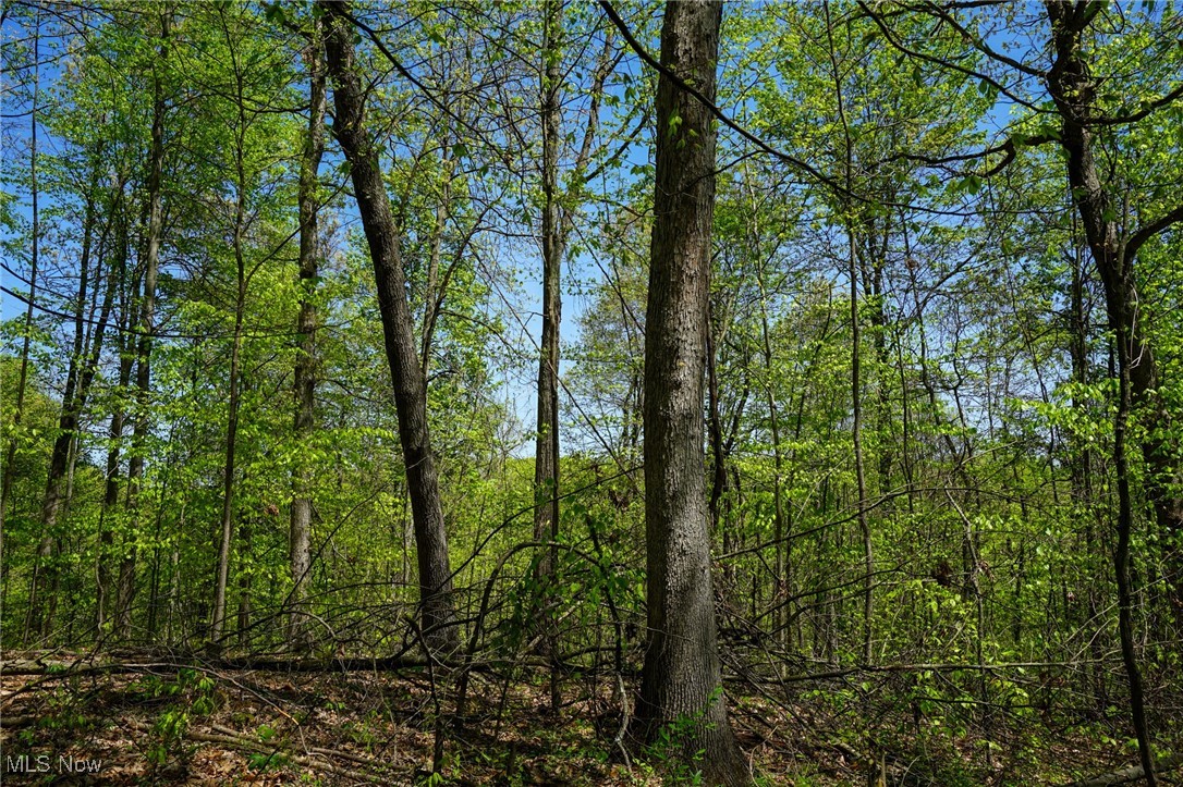 Sealover Hollow Rd, Philo, Ohio image 28