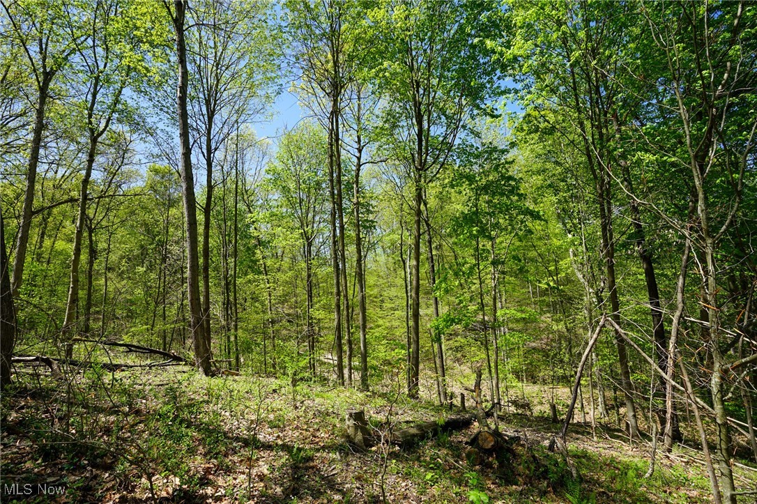 Sealover Hollow Rd, Philo, Ohio image 26