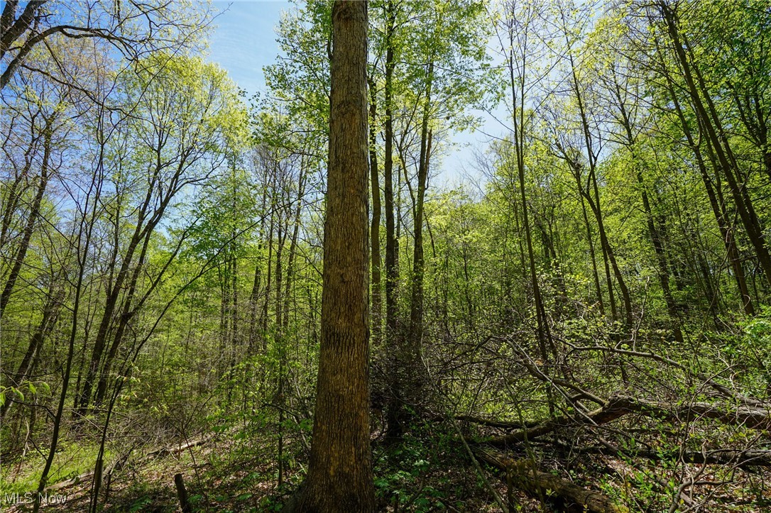 Sealover Hollow Rd, Philo, Ohio image 30