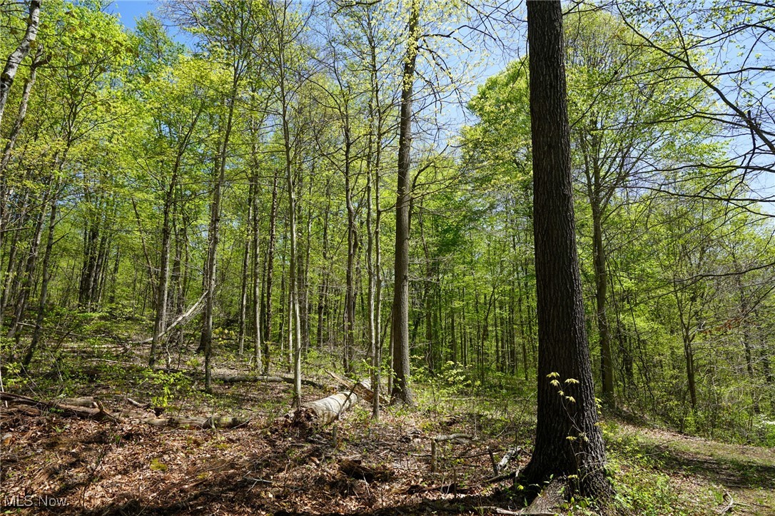Sealover Hollow Rd, Philo, Ohio image 48