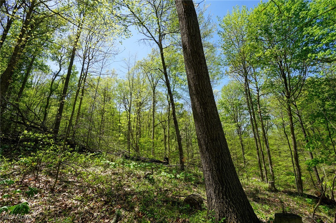 Sealover Hollow Rd, Philo, Ohio image 25