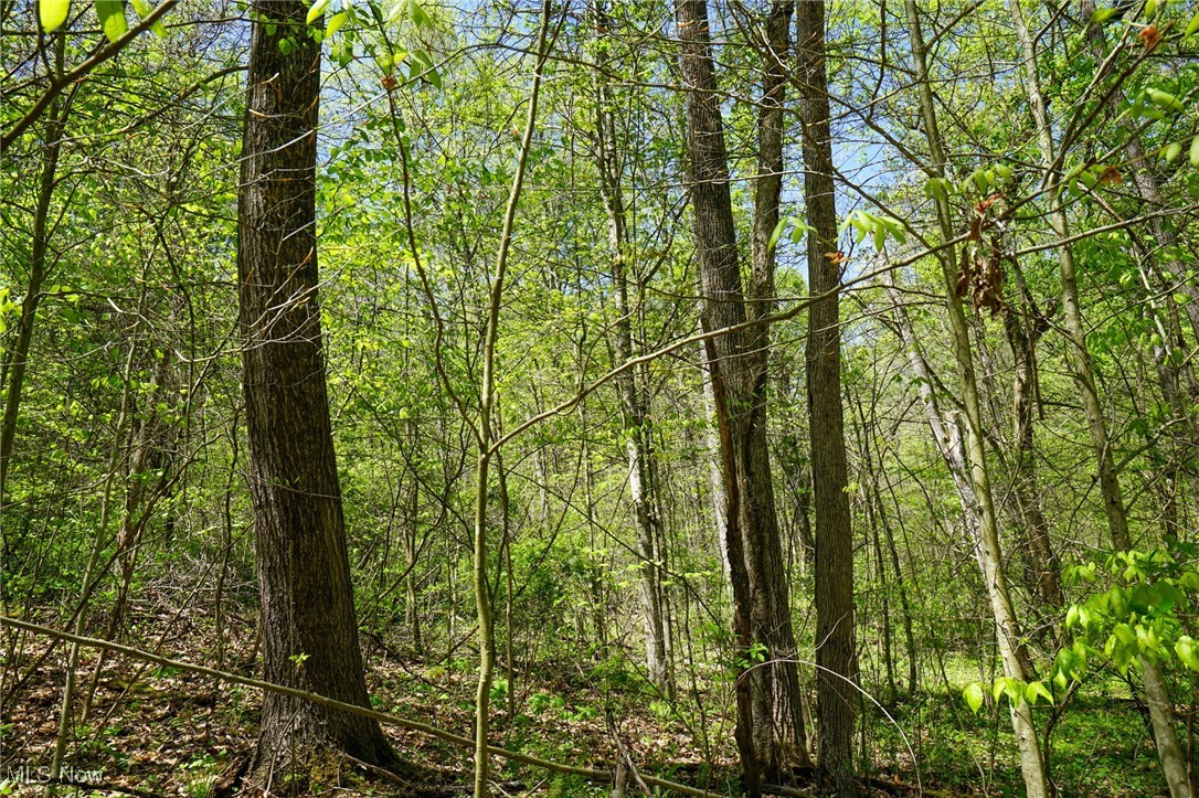 Sealover Hollow Rd, Philo, Ohio image 34