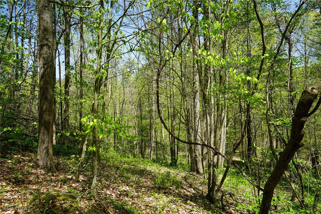 Sealover Hollow Rd, Philo, Ohio image 29