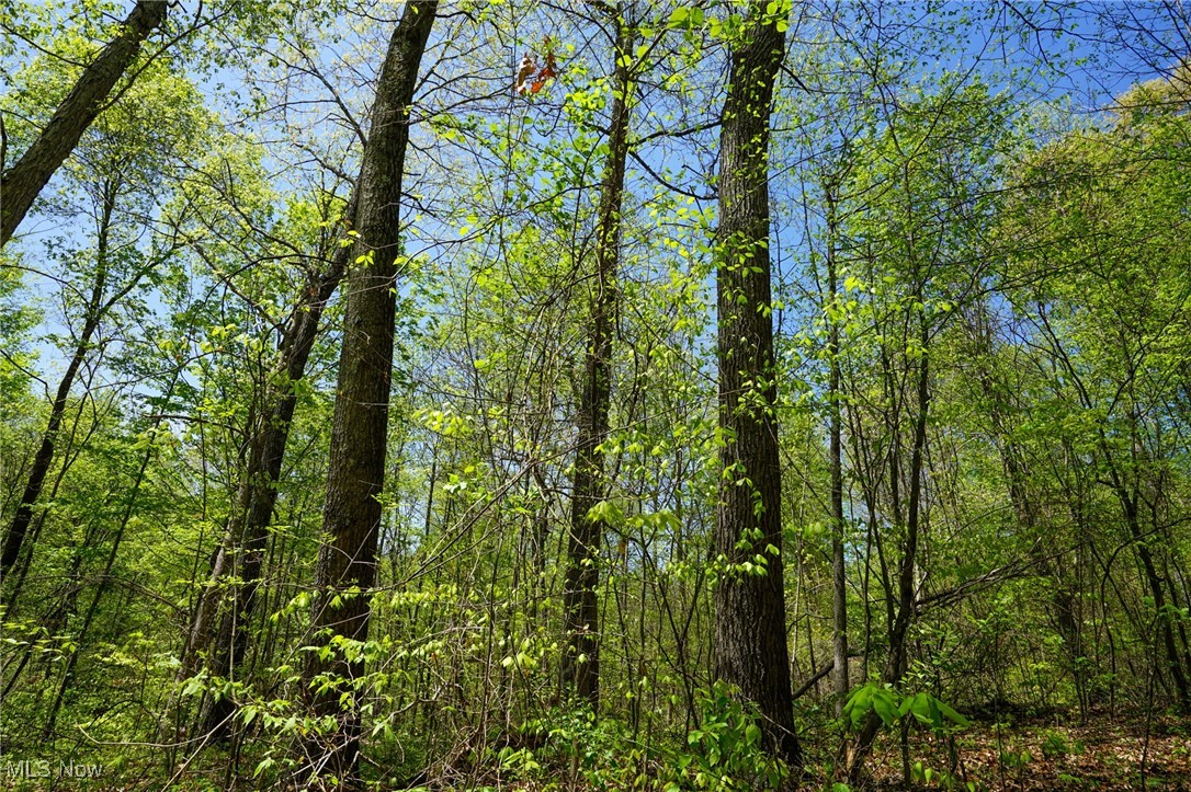 Sealover Hollow Rd, Philo, Ohio image 40