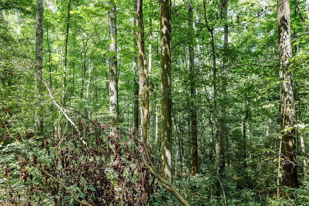 Sheepskin Ridge Road, Lower Salem, Ohio image 14