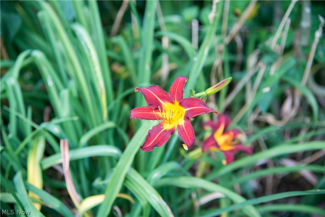 Orchard Hill - Residential