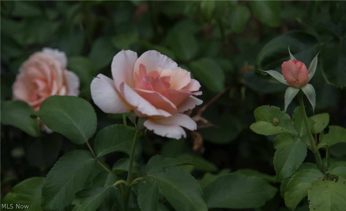 Orchard Hill - Residential