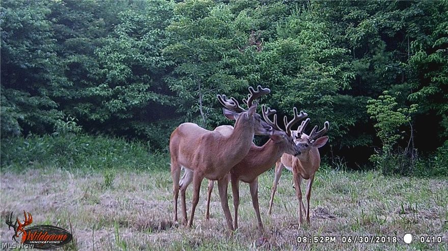 A great hunting spot close to Millwood with access from State route 36. Wooded hillside with open acreage on top where an old trailer used to sit. This property is a proven winner in the big buck category. Lots of wildlife sign on this one. A nice crop of timber, with some  harvestable right now and more young timber coming on. A building and approximately 6 acres are being surveyed and sold separate from this property. See the attached map for splits. Taxes will be determined once this is completed. Sellers have agreed to put in driveway to access property. ODOT has given approval for driveway permit. Buyer of building is getting the rights to water well, this well will be able to be used by buyer of land as long as it is for recreational use. A septic is also on top of the hill in the same area as the water well.