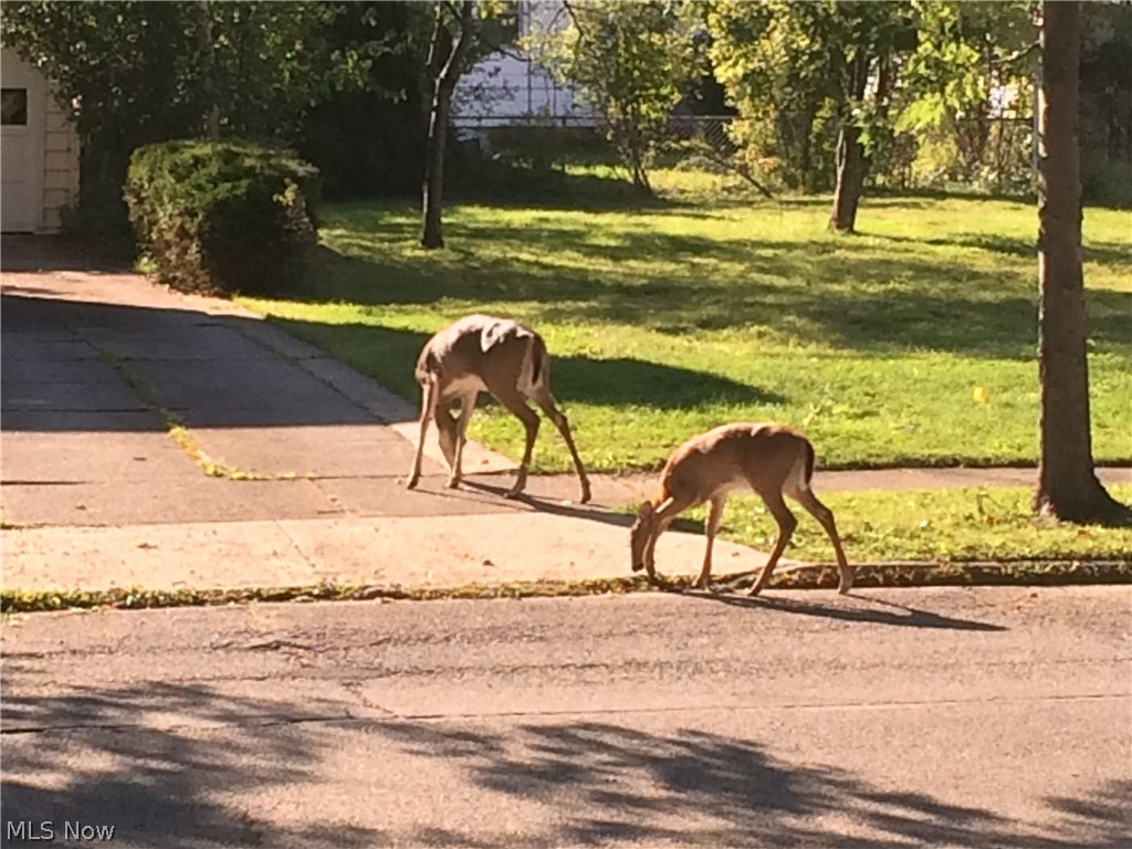 Maple Heights 02 - Residential Lease