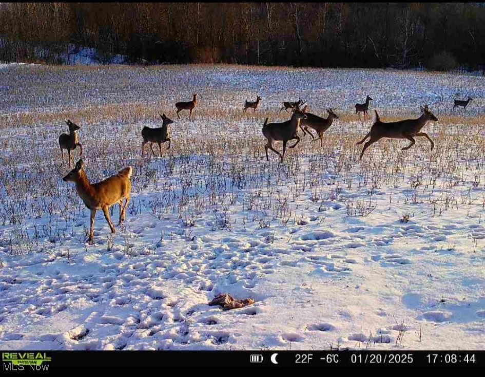 Shrimp Run Road, Caldwell, Ohio image 21