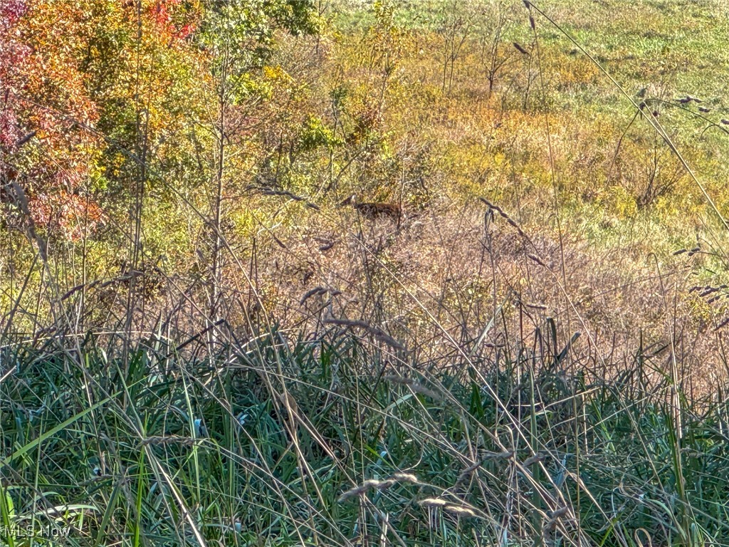 Dixon Run Road, Jackson, Ohio image 38