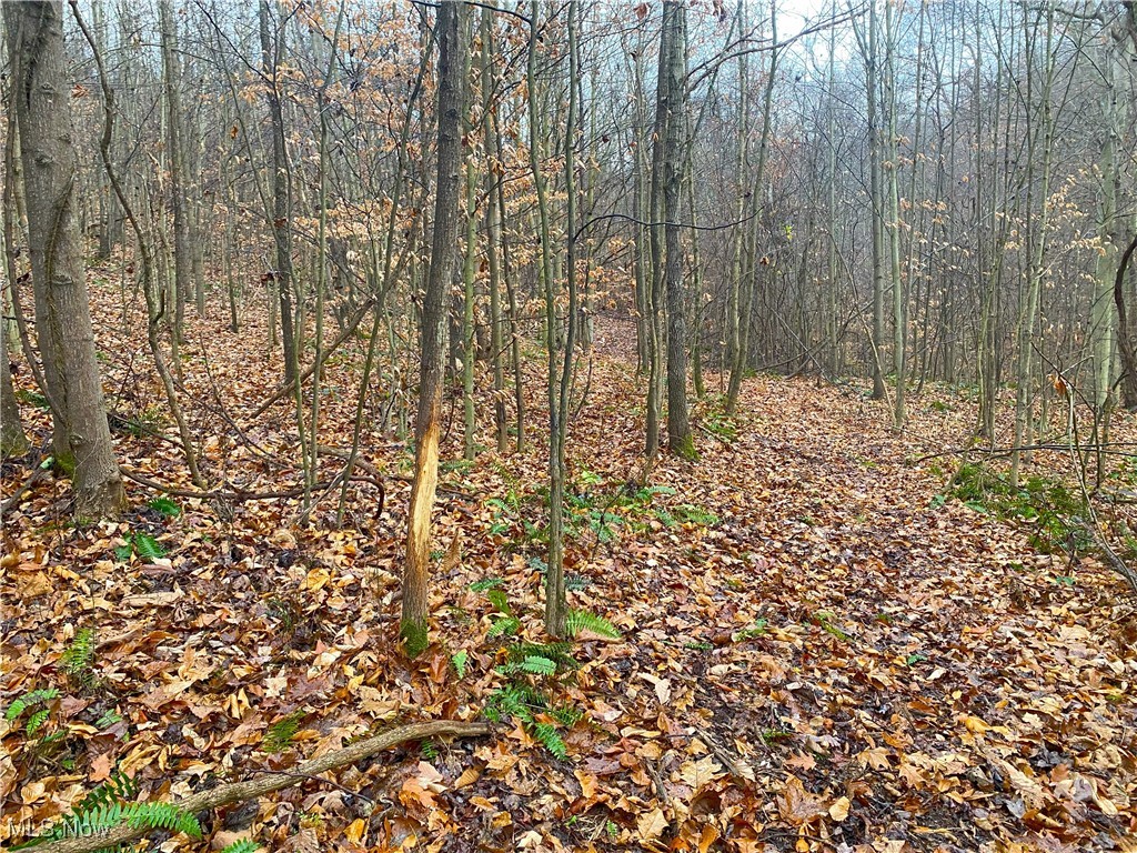 Standing Rock Road, Kimbolton, Ohio image 8