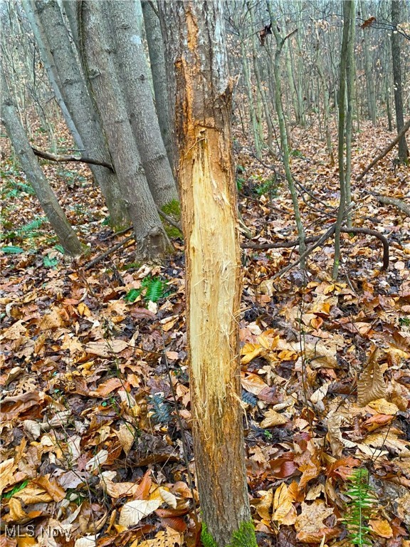 Standing Rock Road, Kimbolton, Ohio image 9