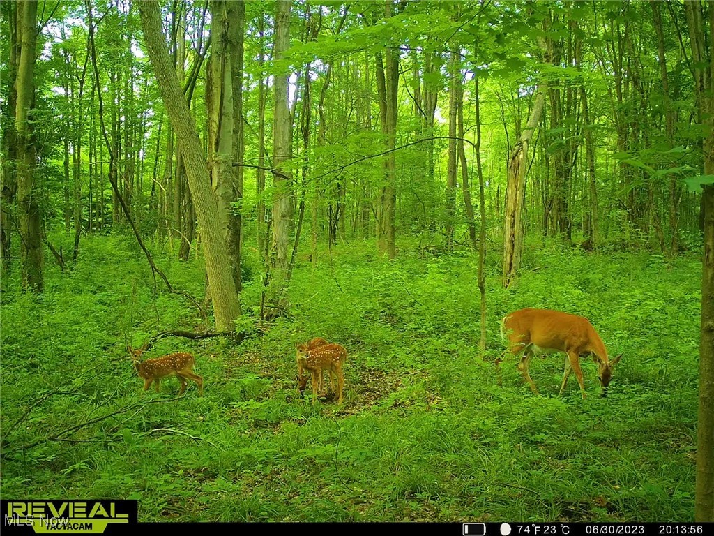 Connecticut Western Reserve - Land