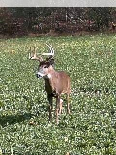 Ogles Ridge, Dexter City, Ohio image 10