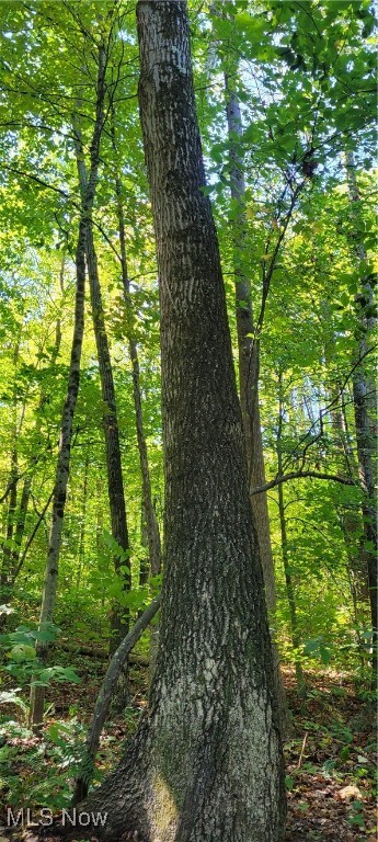 Gilmore Road, Gnadenhutten, Ohio image 40