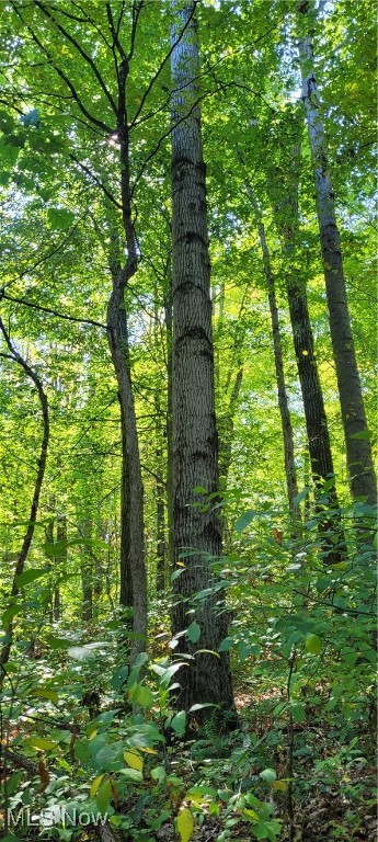 Gilmore Road, Gnadenhutten, Ohio image 39