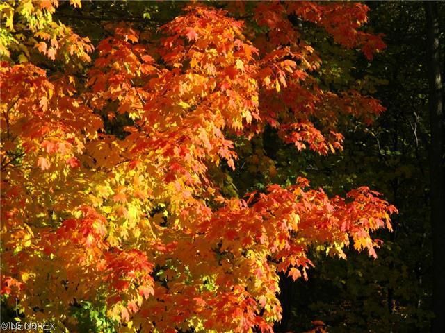 Laurel Glens - Residential