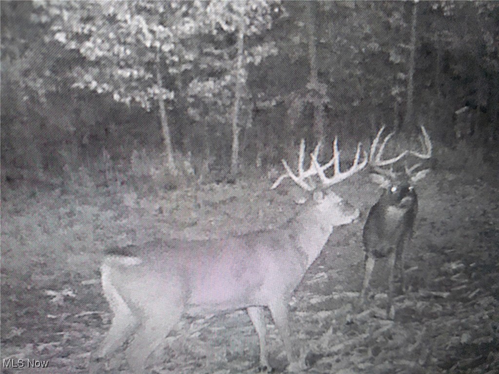 North Star Road, Pleasant City, Ohio image 15