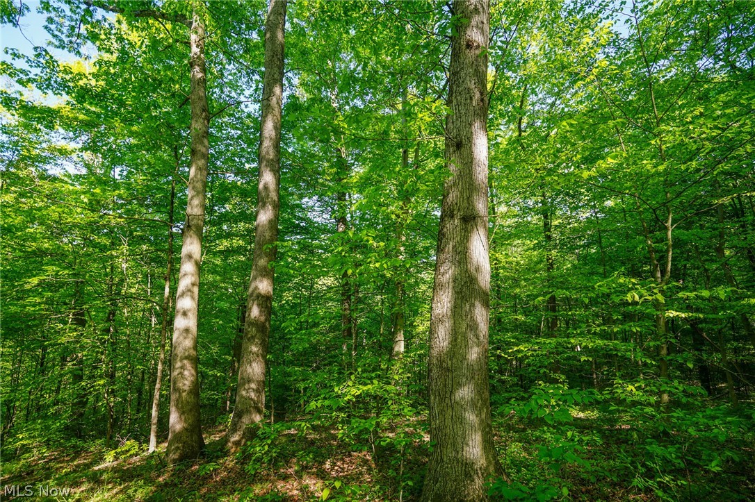 Pugh Ridge Road, Alledonia, Ohio image 8