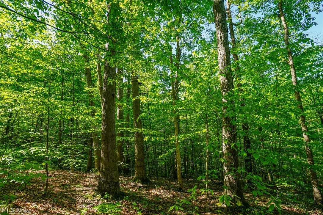 Pugh Ridge Road, Alledonia, Ohio image 9