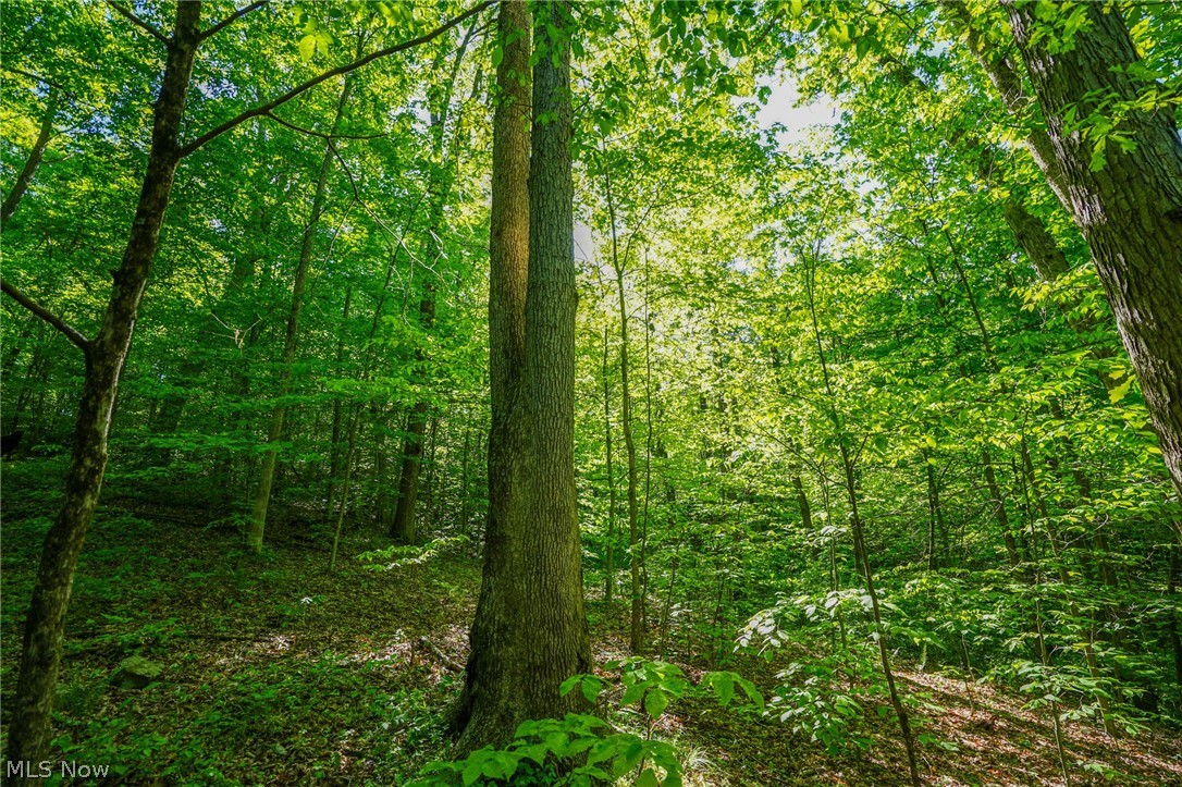 Pugh Ridge Road, Alledonia, Ohio image 10